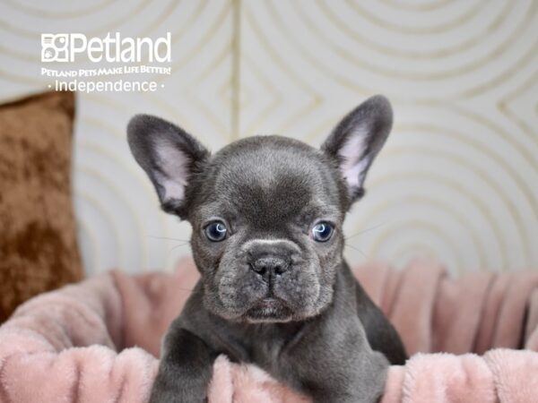 French Bulldog-Dog-Female-Blue-5662-Petland Lee's Summit, MO