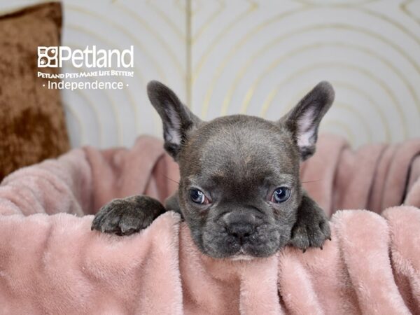 French Bulldog-Dog-Male-Blue Brindle-5661-Petland Lee's Summit, MO