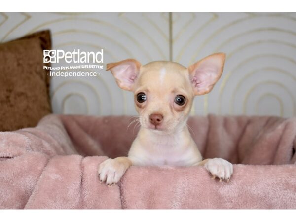 Chihuahua-Dog-Male-Cream Shorthair-5666-Petland Lee's Summit, MO