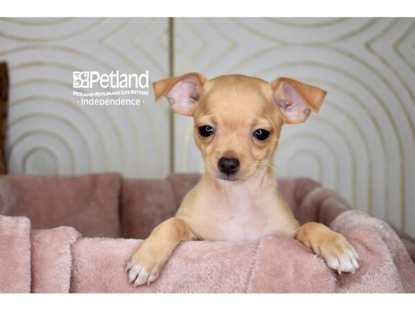Chihuahua-Dog-Male-Cream Shorthair-5667-Petland Lee's Summit, MO