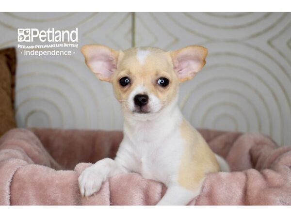 Chihuahua-Dog-Female-Cream White Markings-5668-Petland Lee's Summit, MO