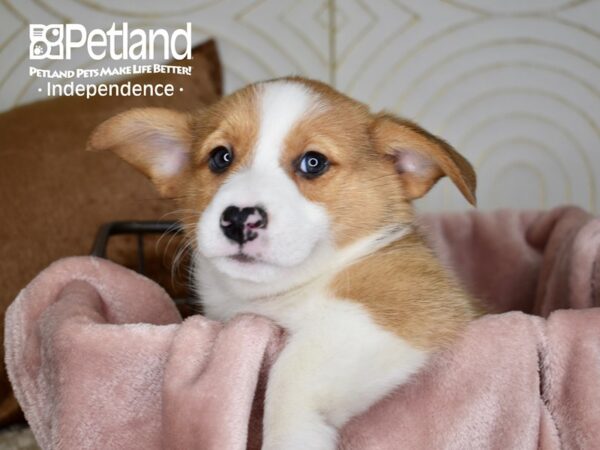 Pembroke Welsh Corgi-Dog-Male-Sable-5585-Petland Lee's Summit, MO