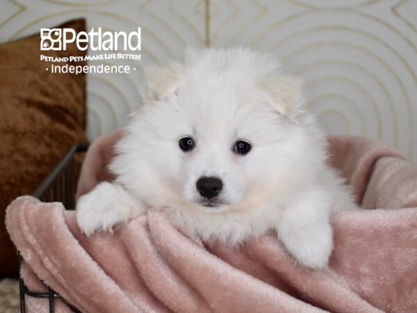 American Eskimo-Dog-Female-White-5601-Petland Lee's Summit, MO