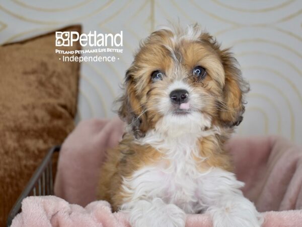 Cockapoo-Dog-Male-Sable & White-5595-Petland Lee's Summit, MO