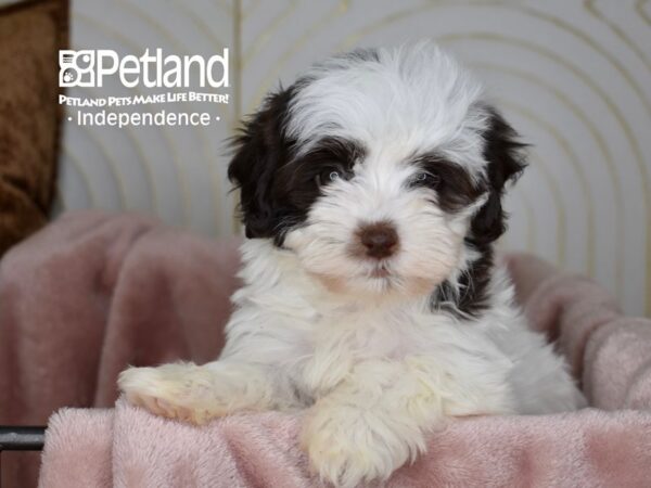 Havapoo-Dog-Female-Chocolate & White-5596-Petland Lee's Summit, MO