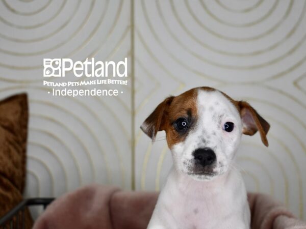 Jack Russell Terrier-Dog-Male-White Tan Markings-5609-Petland Lee's Summit, MO
