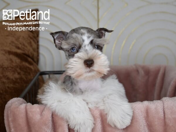 Miniature Schnauzer-Dog-Male-Chocolate Merle White Markings-5604-Petland Lee's Summit, MO