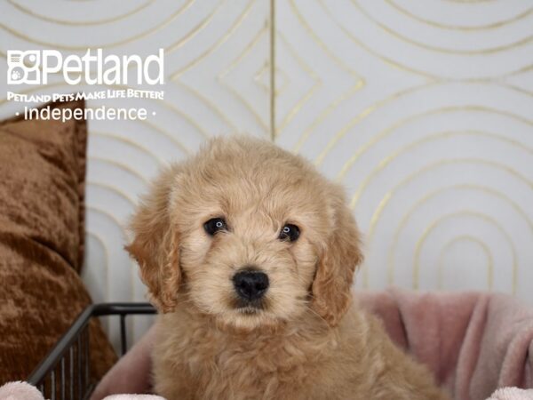 Miniature Goldendoodle-Dog-Male-Golden-5605-Petland Lee's Summit, MO