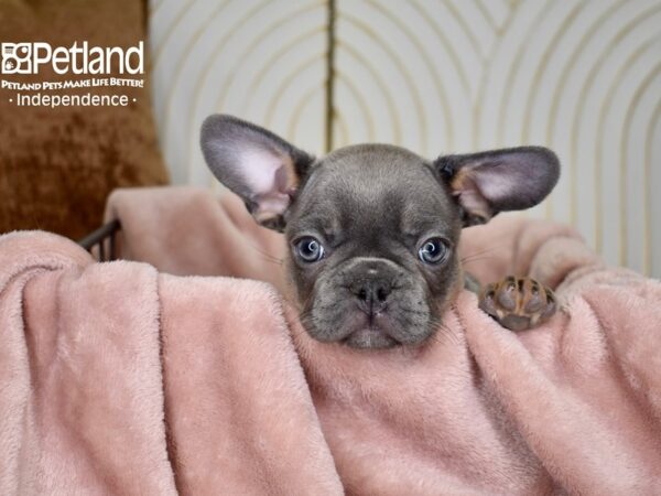 French Bulldog-Dog-Female-Blue & Tan-5614-Petland Lee's Summit, MO