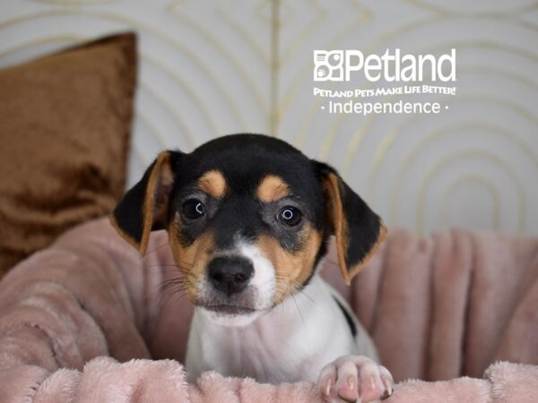 Jack Russell Terrier-Dog-Female-White Black Markings Tan Point-5618-Petland Lee's Summit, MO