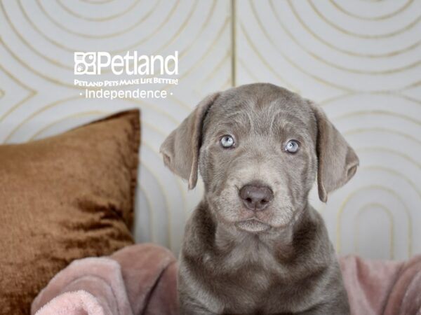 Labrador Retriever-Dog-Male-Silver-5628-Petland Lee's Summit, MO