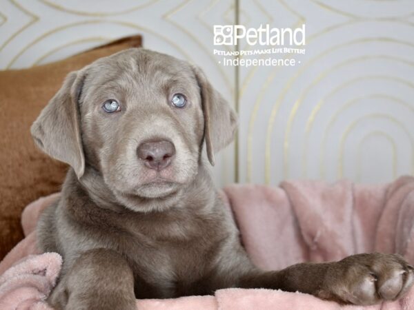 Labrador Retriever-Dog-Male-Silver-5626-Petland Lee's Summit, MO