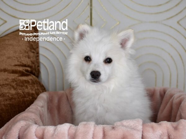 American Eskimo-Dog-Female-White-5632-Petland Lee's Summit, MO