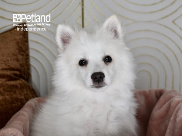 American Eskimo-Dog-Female-White-5631-Petland Lee's Summit, MO