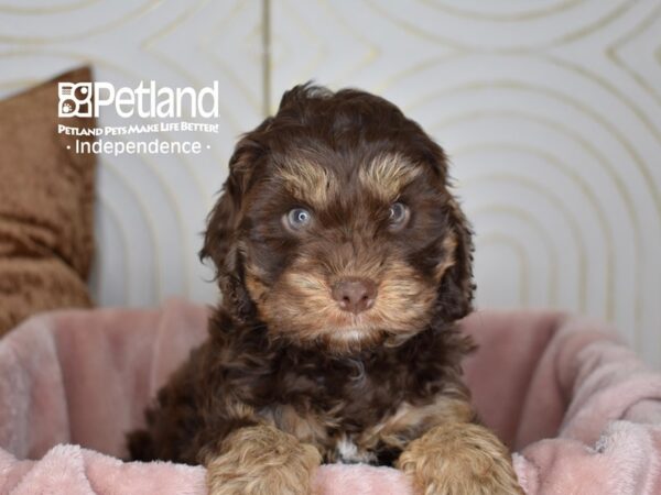 Cockapoo 2nd Generation-Dog-Male-Chocolate & Tan-5637-Petland Lee's Summit, MO