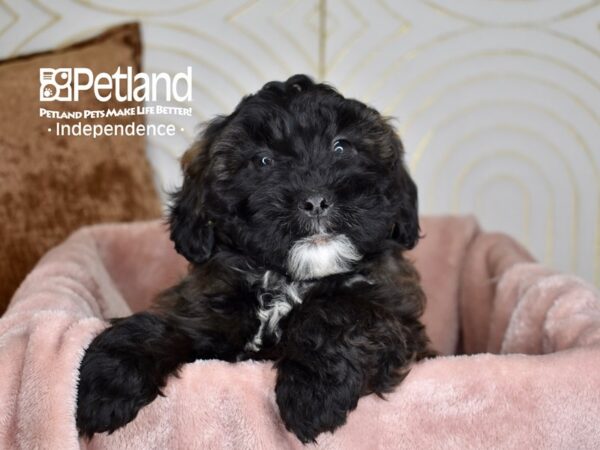 Shih Poo-Dog-Male-Black White Markings-825-Petland Lee's Summit, MO
