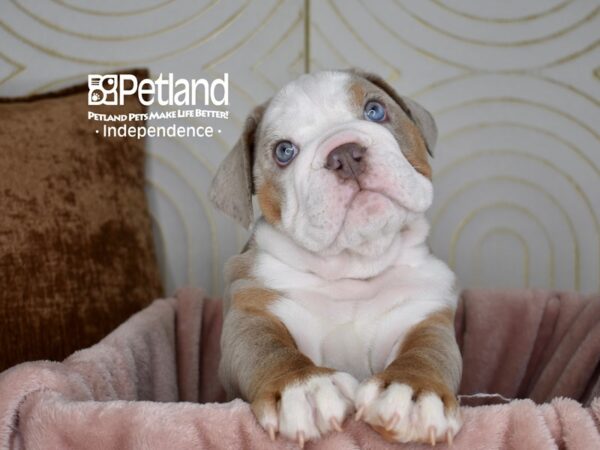 English Bulldog-Dog-Male-Lilac Merle White Markings Tan Points-5664-Petland Lee's Summit, MO