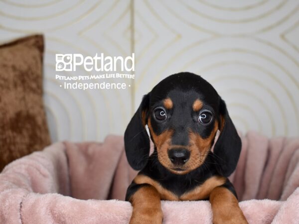 Dachshund-Dog-Female-Black and Tan Shorthair-5660-Petland Lee's Summit, MO