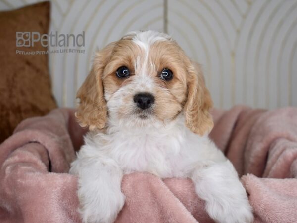 [#767] Blenheim Male Cavapoo Puppies For Sale