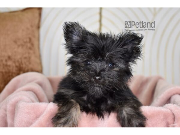 [#784] Black Male Morkie Puppies For Sale