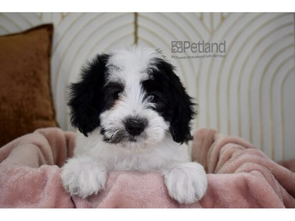 [#782] Black & White Female Miniature Goldendoodle 2nd Gen Puppies For Sale