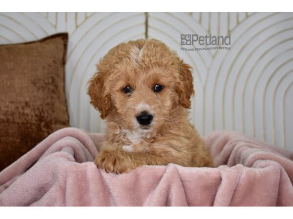 [#780] Red Male Miniature Goldendoodle 2nd Gen Puppies For Sale
