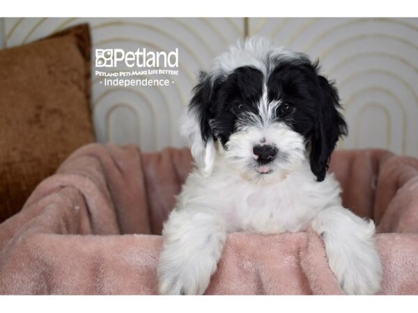 Miniature Goldendoodle 2nd Gen-Dog-Female-Black & White-5672-Petland Lee's Summit, MO