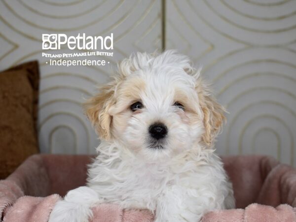 Maltipoo-Dog-Male-White Cream Markings-5669-Petland Lee's Summit, MO