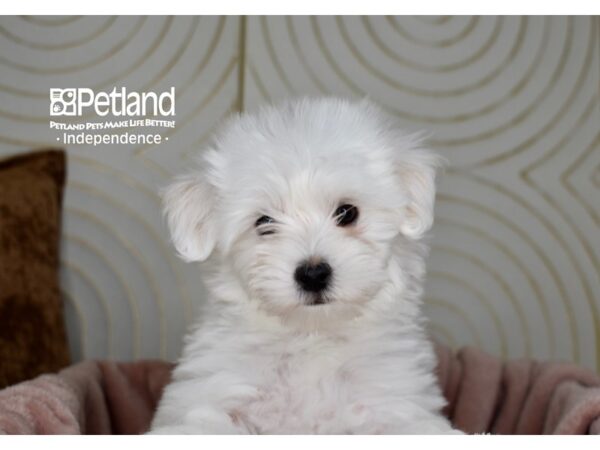 Maltipoo-Dog-Male-white-5663-Petland Lee's Summit, MO