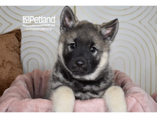 Norwegian Elkhound-Dog-Male-Gray & Black-5677-Petland Lee's Summit, MO