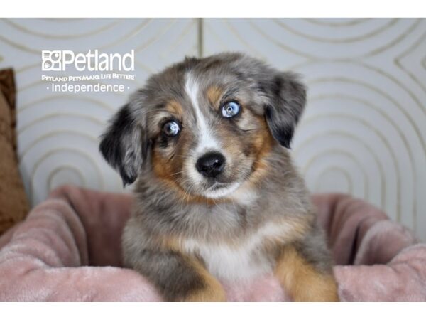 Miniature Australian Shepherd-Dog-Female-Blue Merle White Markings, Tan Points-5676-Petland Lee's Summit, MO