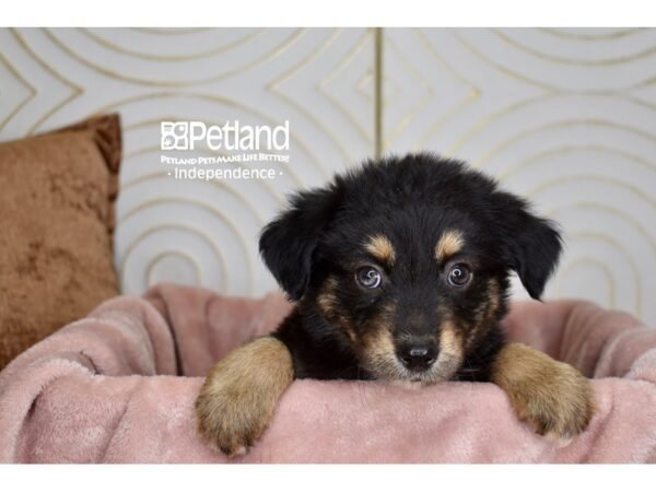 Miniature Australian Shepherd-Dog-Male-Black & Tan-5675-Petland Lee's Summit, MO