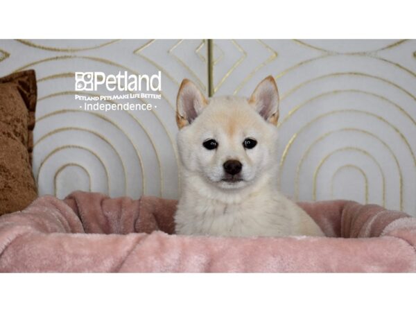 Shiba Inu-Dog-Female-Cream-5674-Petland Lee's Summit, MO