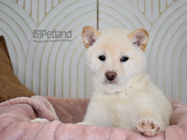 [#789] Cream Female Shiba Inu Puppies For Sale