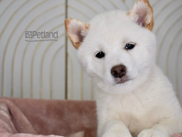 [#788] Cream Female Shiba Inu Puppies For Sale