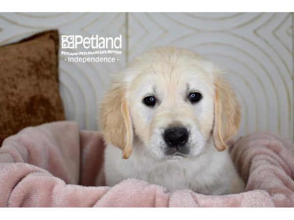 Golden Retriever-Dog-Female-Light Golden-5682-Petland Lee's Summit, MO