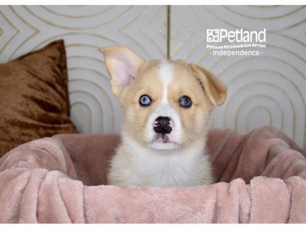 Pembroke Welsh Corgi-Dog-Male-Fawn White Markings-5691-Petland Lee's Summit, MO