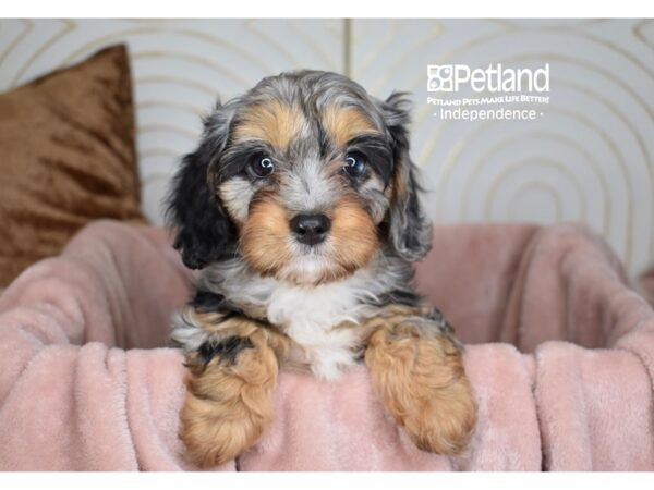 Cavapoo-Dog-Female-Blue Merle White Markings Tan Points-5689-Petland Lee's Summit, MO