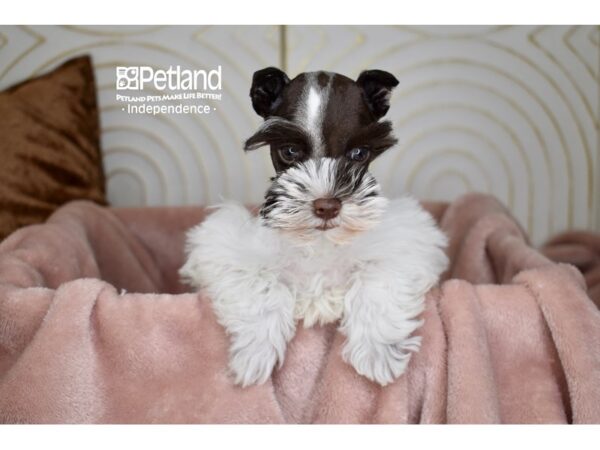 Miniature Schnauzer-Dog-Female-Chocolate & White-5694-Petland Lee's Summit, MO