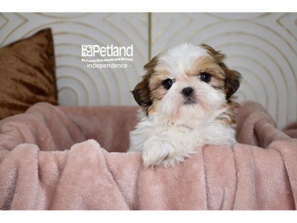 Shih Tzu-Dog-Male-GOLD & WHITE-5695-Petland Lee's Summit, MO