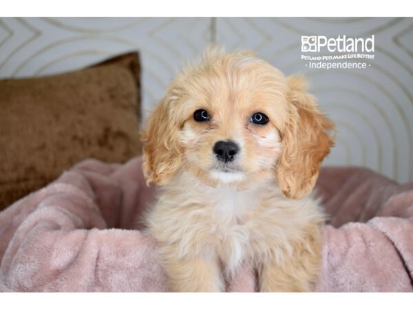 Cavachon-Dog-Male-Buff-5699-Petland Lee's Summit, MO