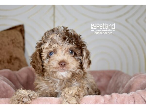 Cockapoo 2nd gen-Dog-Female-Chocolate-5697-Petland Lee's Summit, MO