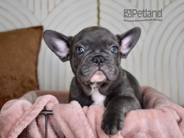 [#839] Blue Brindle Male French Bulldog Puppies For Sale