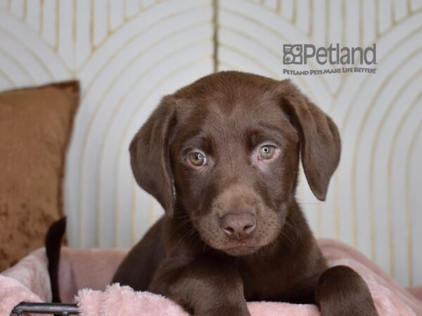 [#841] Chocolate Female Labrador Retriever Puppies For Sale