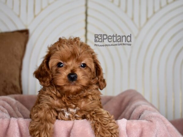 [#844] Red Male Cavapoo Puppies For Sale