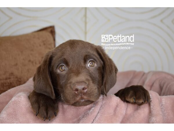 Labrador Retriever-Dog-Male-Chocolate-5706-Petland Lee's Summit, MO