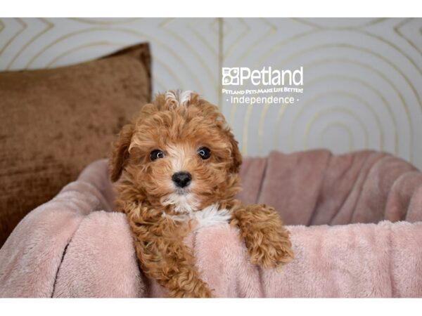 Cavapoo-Dog-Male-RED-5708-Petland Lee's Summit, MO