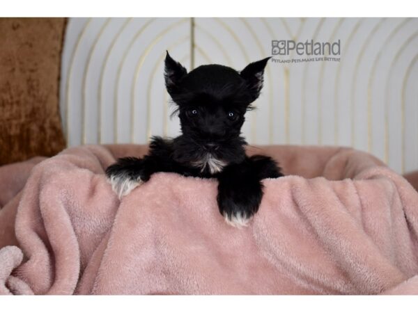 [#849] Black Female Miniature Schnauzer Puppies For Sale