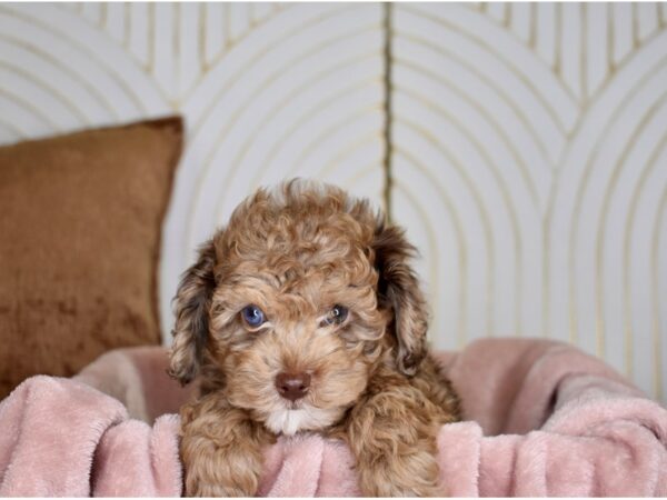 [#826] Red Male Cockapoo 2nd Generation Puppies For Sale