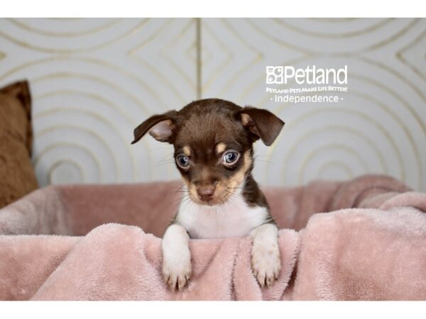 Chihuahua-Dog-Female-red and wht-5718-Petland Lee's Summit, MO